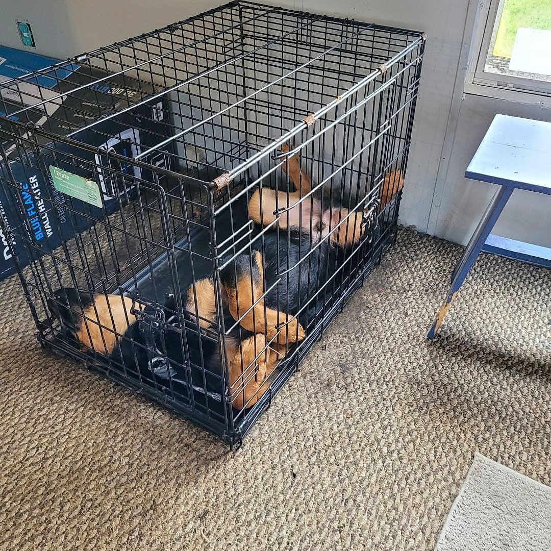 Bear joined the competition — help win amazing prizes! animal_shelter, automotive_exterior, cage, composite_material, cooking, dog_supply, floor, flooring, gas, hardwood, mesh, metal, pet_supply, rectangle, service, steel, urban_design, window, wood