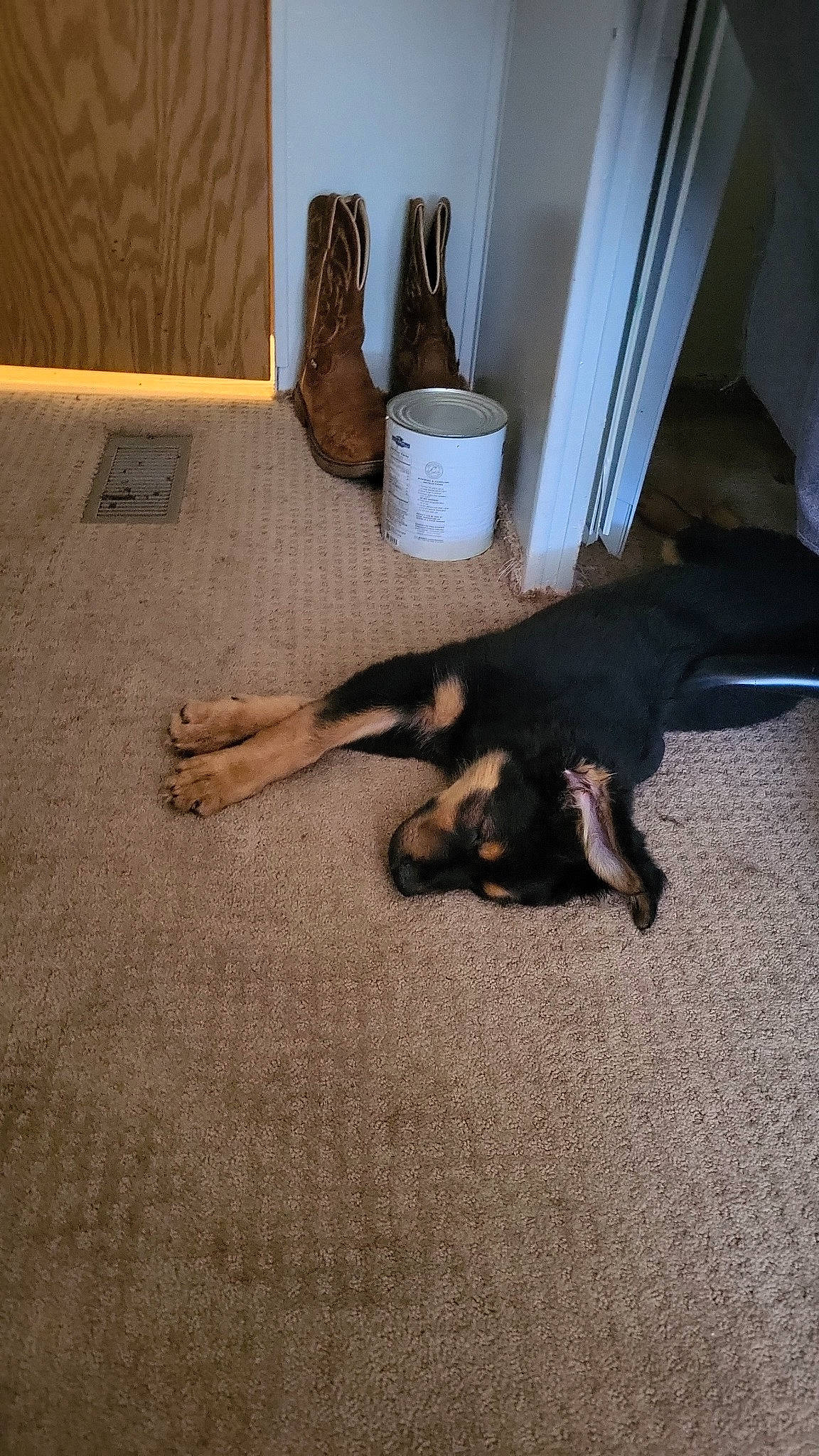 Bear joined the competition — help win amazing prizes! canidae, carnivore, comfort, companion_dog, dog, dog_breed, fawn, floor, flooring, foot, fur, hardwood, human_leg, room, shadow, sporting_group, tail, tints_and_shades, wood, working_animal