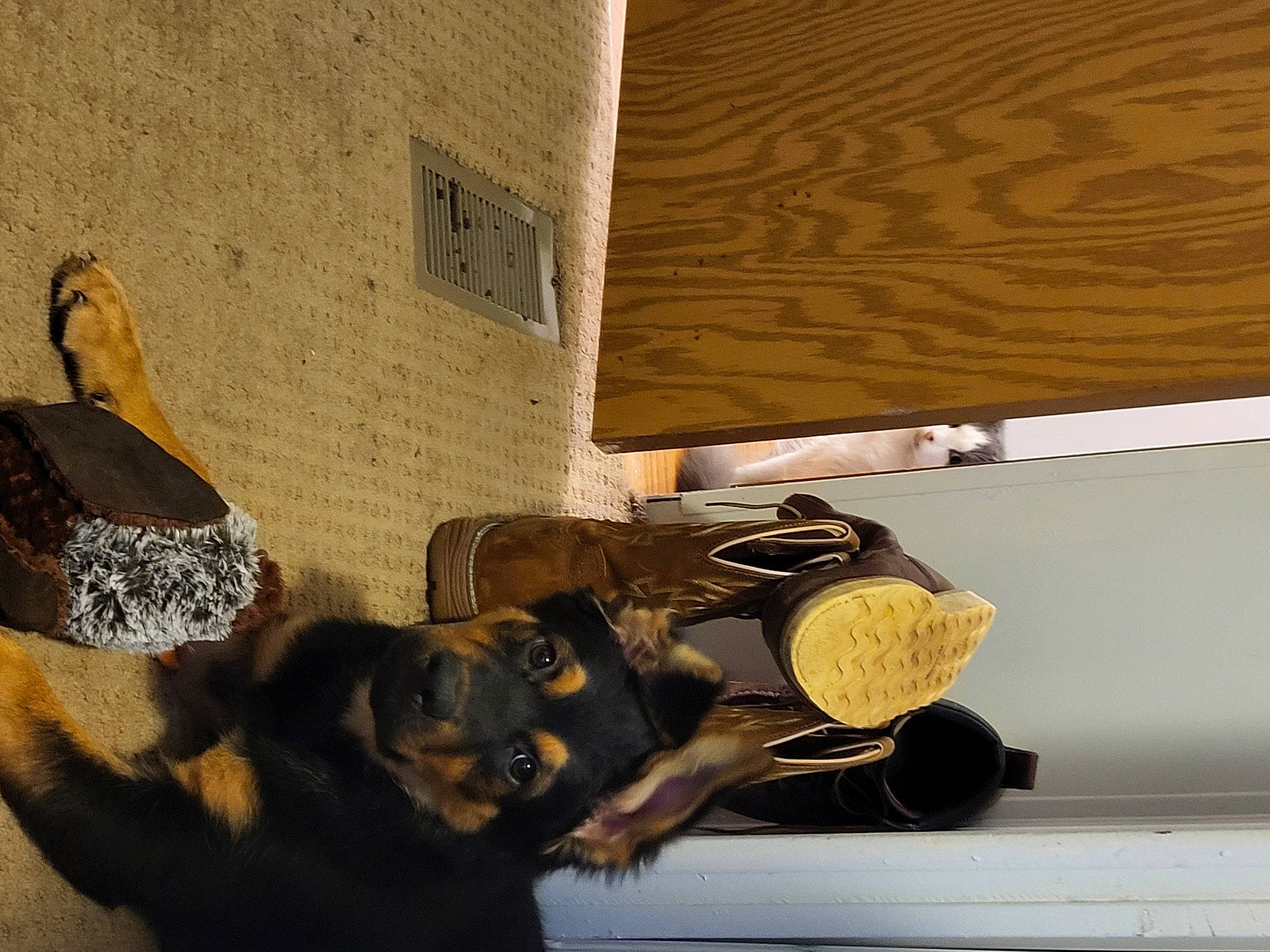 Bear is registered to the contest to win money with this photo: canidae, carnivore, ceiling, comfort, companion_dog, dog, dog_breed, fawn, felidae, flooring, fur, guard_dog, hardwood, room, shadow, small_to_medium_sized_cats, snout, sporting_group, tints_and_shades, wood