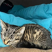 Petunia joined the competition — help win amazing prizes! cat, kitten, tabby_cat, sleeping, striped_fur, whiskers, ear, closed_eyes, blue_blanket, bedding, couch, sofa, indoor, pet, cozy, nap, fur, tail, close_up, domestic_animal