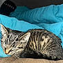 cat, kitten, tabby_cat, sleeping, striped_fur, whiskers, ear, closed_eyes, blue_blanket, bedding, couch, sofa, indoor, pet, cozy, nap, fur, tail, close_up, domestic_animal
