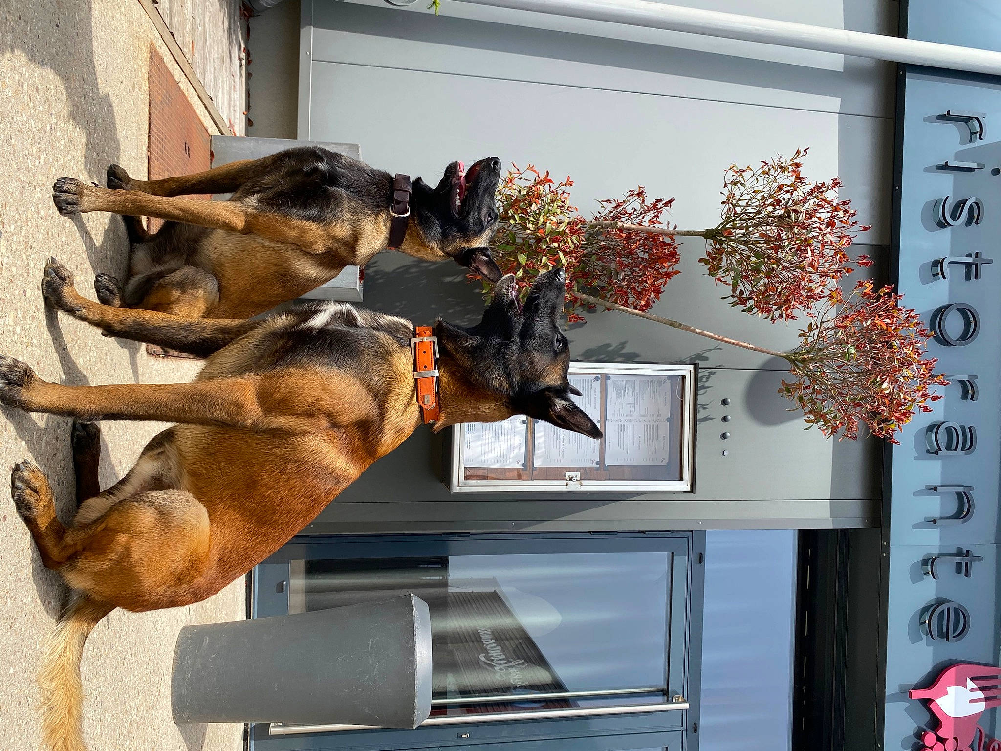 Tokio Et Pako participe au concours pour gagner de l'argent avec cette photo : building, canidae, christmas_decoration, dog_breed, door, flowerpot, guard_dog, houseplant, ornament, picture_frame, plant, room, shelf, table, tail, tree, twig, vertebrate, window, working_animal