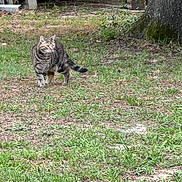 Callie joined the competition — help win amazing prizes! cat, tabby, grass, yard, tree, outdoor, nature, animal, feline, walking, greenery, plant, trunk, curious, mammal, pet, daylight, ground, adventure, backyard