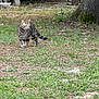 cat, tabby, grass, yard, tree, outdoor, nature, animal, feline, walking, greenery, plant, trunk, curious, mammal, pet, daylight, ground, adventure, backyard