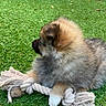 artificial_grass, brown_fur, close_up, cute, dog, fluffy, fur, grass, lawn, outdoor, paw, pet, playful, pomeranian, profile, puppy, rope_toy, sitting, toy, white_paw