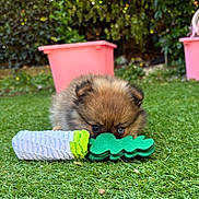 Holly a rejoint le concours — aidez-le/la à gagner de superbes lots ! bokeh, chew_toy, closeup, cute, dog, eyes, face, fluffy, garden, grass, green, lawn, outdoor, pink_planter, playing, pomeranian, puppy, shallow_depth_of_field, small_pet, toy