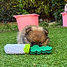 bokeh, chew_toy, closeup, cute, dog, eyes, face, fluffy, garden, grass, green, lawn, outdoor, pink_planter, playing, pomeranian, puppy, shallow_depth_of_field, small_pet, toy