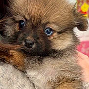Holly a rejoint le concours — aidez-le/la à gagner de superbes lots ! puppy, dog, pomeranian, fluffy, fur, close_up, portrait, pet, blue_eyes, nose, whiskers, mammal, domestic_animal, adorable, cuddly, being_held, hand, sweater, bokeh, warm_tones