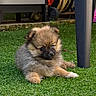 adorable, backyard, chair_leg, cute, dog, eyes, fluffy, fur, garden, grass, hose_reel, lawn, nose, outdoor, paws, pet, portrait, puppy, sitting, small_dog