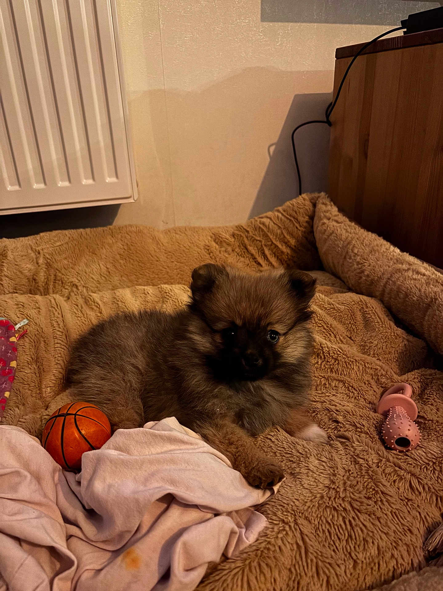 Holly participe au concours pour gagner de l'argent avec cette photo : dog, puppy, pet_bed, blanket, toy, basketball, chew_toy, fur, brown_fur, plush_bed, indoor, cozy, radiator, wooden_cabinet, cable, fabric, laying, cute, small_dog, portrait