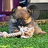 backyard, chewing, close_up, container, cute, dog, eyes, fur, grass, green, outdoor, paws, pet, playful, portrait, puppy, rope_toy, small, toy, wheel