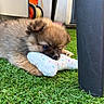 backyard, brown_fur, chew_toy, close_up, cute, dog, face, fluffy, furniture, grass, outdoor, paw, pet, playful, plush_toy, puppy, resting, soft, table_leg, young_animal