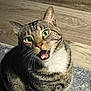 cat, tabby, green_eyes, meowing, pet, indoor, fur, whiskers, animal, mammal, cute, closeup, sitting, floor, wood_floor, carpet, domestic_cat, feline, playful, alert