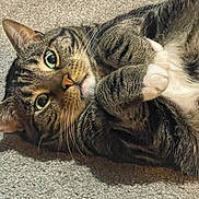 Beans is registered to the contest to win money with this photo: cat, tabby, pet, animal, cute, feline, carpet, whiskers, paws, fur, domestic, laying_down, close_up, indoor, cute_pet, playful, relaxed, curious, adorable, mammal