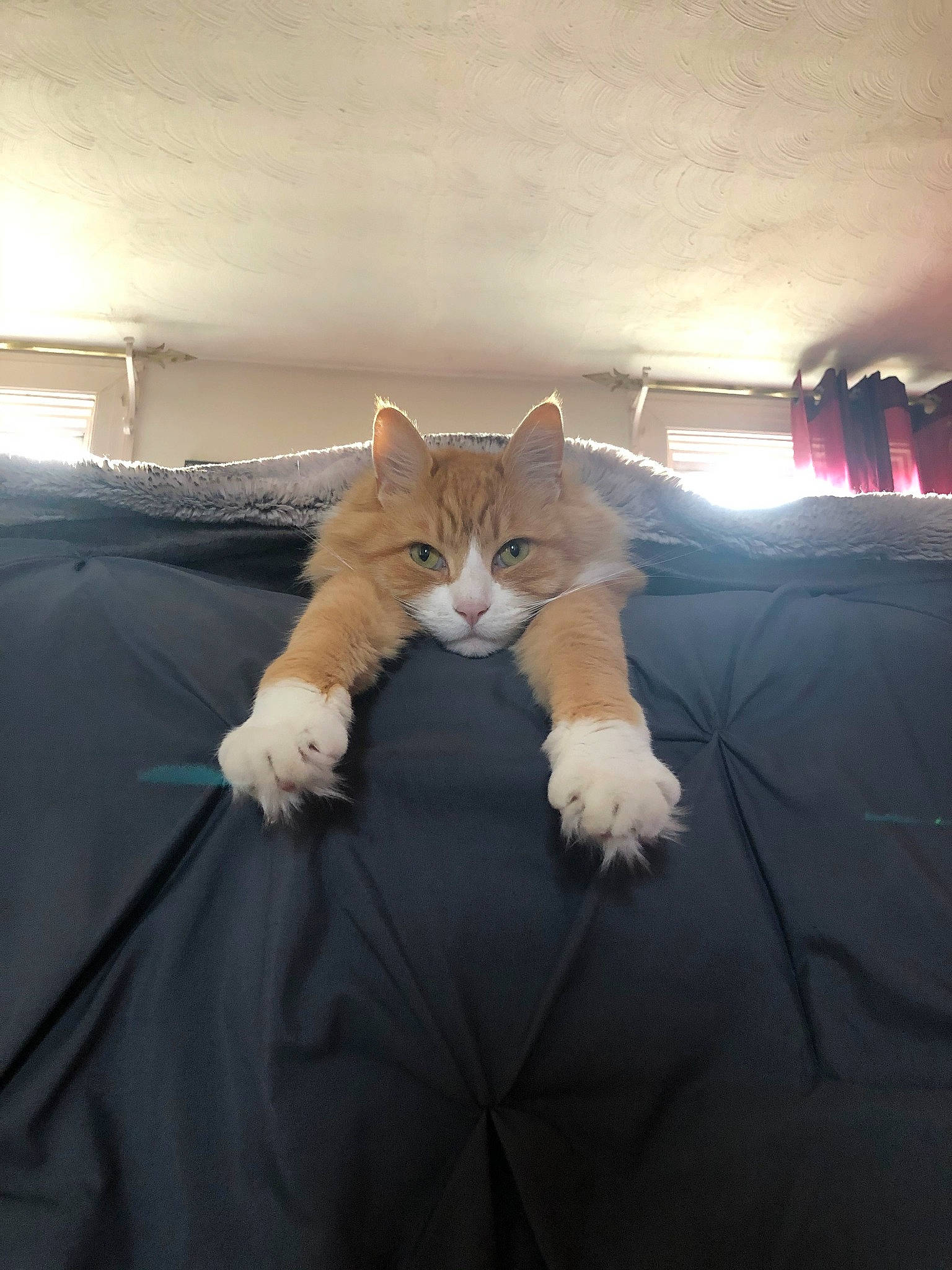 Santino is registered to the contest to win money with this photo: aegean_cat, carnivore, cat, cloud, ear, european_shorthair, eye, felidae, fur, kitten, leg, norwegian_forest_cat, polydactyl_cat, sky, small_to_medium_sized_cats, tail, turkish_angora, turkish_van, whiskers