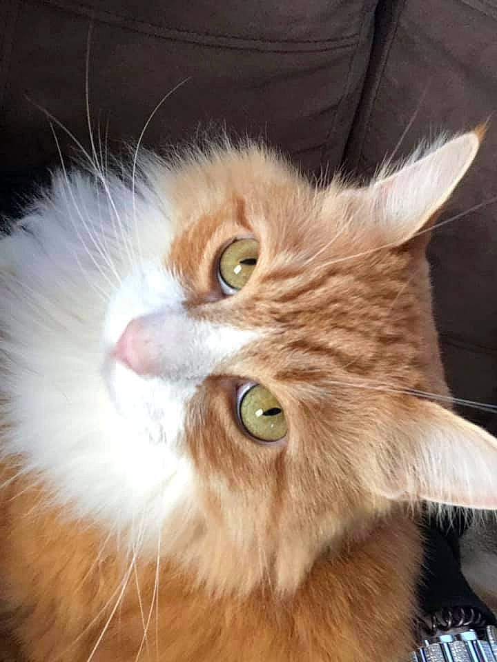 Santino is registered to the contest to win money with this photo: asian_semi_longhair, british_longhair, british_semi_longhair, carnivore, cat, domestic_long_haired_cat, ear, eye, fawn, felidae, fur, kitten, mammal, norwegian_forest_cat, persian, ragamuffin, siberian, small_to_medium_sized_cats, somali, whiskers