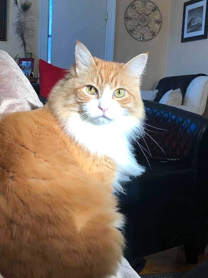 Santino joined the competition — help win amazing prizes! asian_semi_longhair, british_semi_longhair, carnivore, cat, cymric, domestic_long_haired_cat, fawn, felidae, fur, maine_coon, mammal, norwegian_forest_cat, persian, ragamuffin, siberian, small_to_medium_sized_cats, somali, tail, vertebrate, whiskers