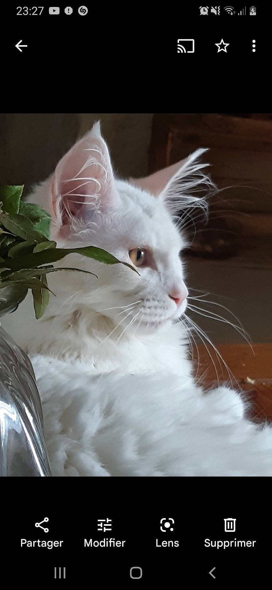 Coon a rejoint le concours — aidez-le/la à gagner de superbes lots ! carnivore, cat, event, felidae, fur, grass, small_to_medium_sized_cats, snout, tail, whiskers