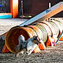 active, agility_tunnel, animal, athletic, canine, competition, dog, energetic, exercise, fur, indoor, jump, movement, orange, outdoor_sand, pet, playful, running, sports_equipment, training