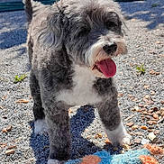 Ayala a rejoint le concours — aidez-le/la à gagner de superbes lots ! dog, animal, pet, outdoor, sunlight, gravel, toy, plush_toy, happy, tongue_out, fur, gray, white, small_dog, playful, shadow, daylight, cute, standing, nose