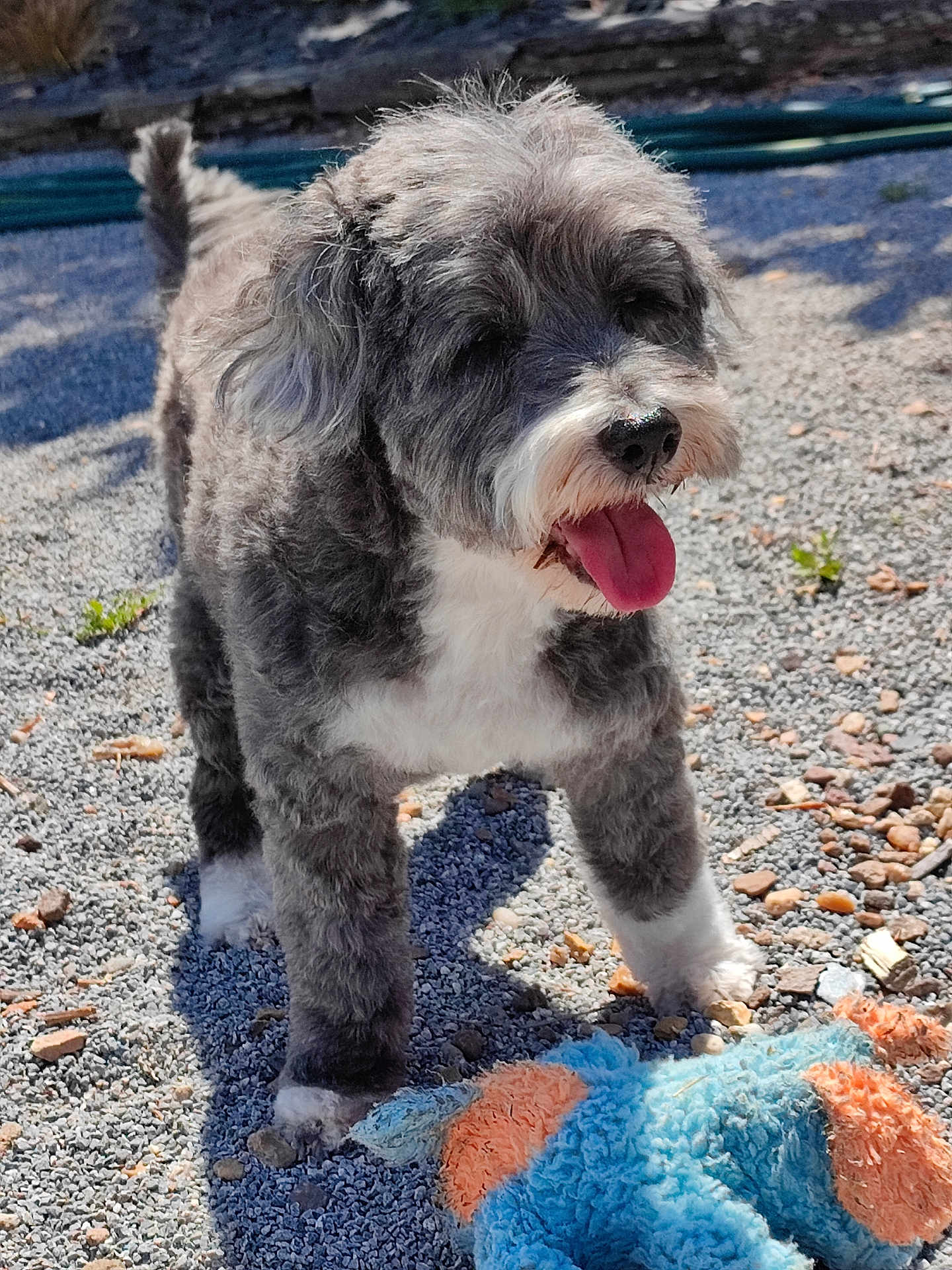 Ayala a rejoint le concours — aidez-le/la à gagner de superbes lots ! dog, animal, pet, outdoor, sunlight, gravel, toy, plush_toy, happy, tongue_out, fur, gray, white, small_dog, playful, shadow, daylight, cute, standing, nose