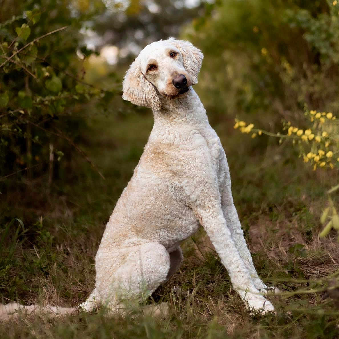 Ellie