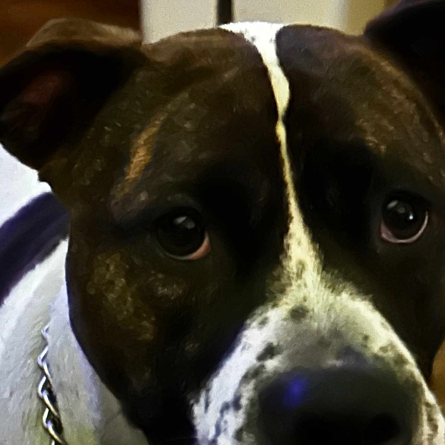 Mercedes joined the competition — help win amazing prizes! animal, brown, canine, chain, close_up, collar, companion, cute, dog, domestic_animal, eyes, face, fur, indoor, looking, mammal, pet, portrait, snout, white