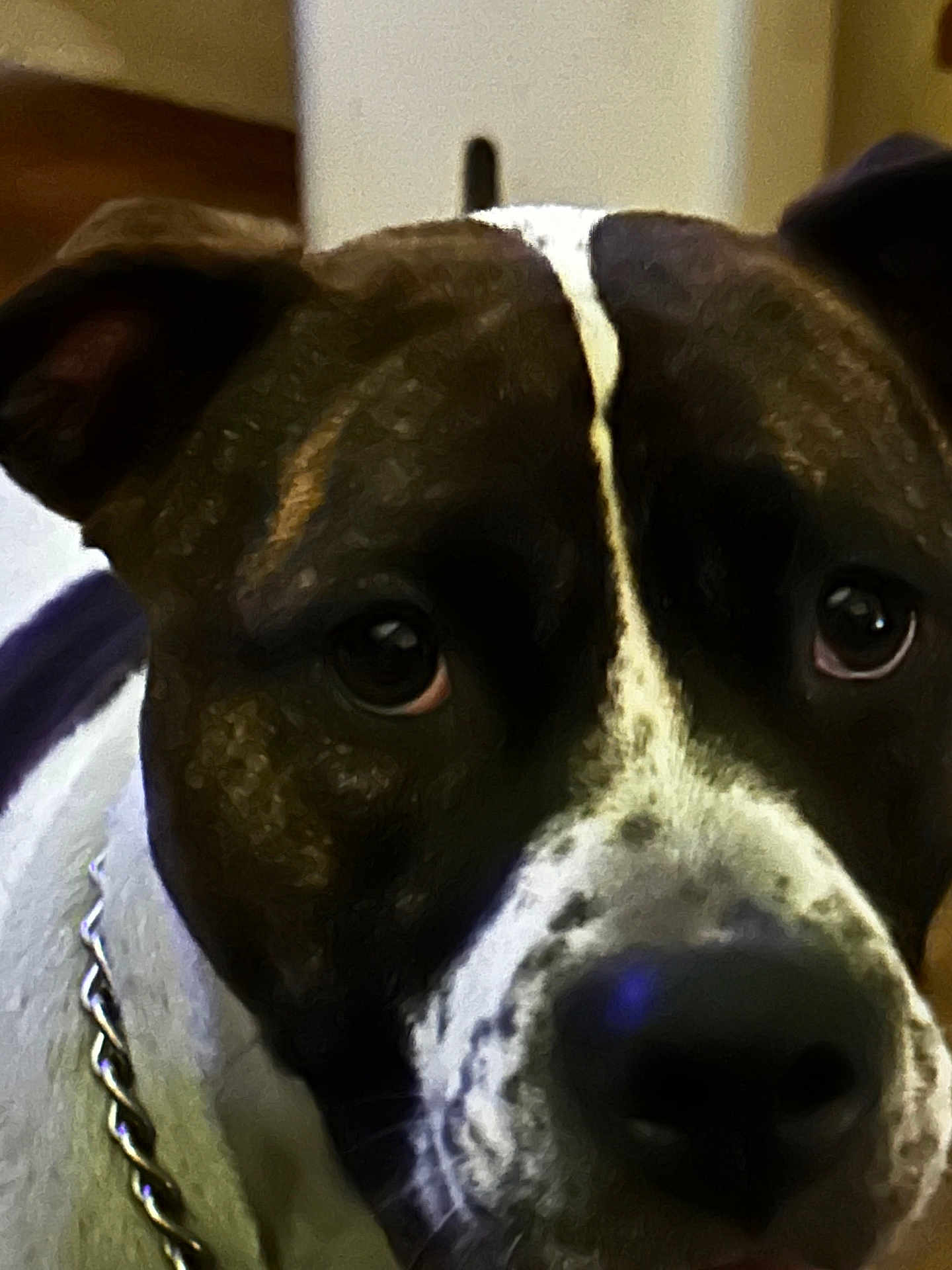 Mercedes joined the competition — help win amazing prizes! dog, close_up, pet, canine, collar, chain, brown, white, face, eyes, indoor, portrait, fur, animal, snout, looking, domestic_animal, mammal, cute, companion
