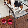 dog, beagle, chair, porch, wooden_floor, pet, food_bowl, water_bowl, outdoor, animal, happy, sitting, brown, white, black, furniture, window, home, pet_care, resting