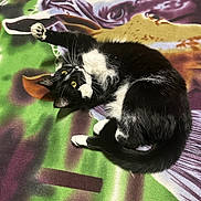 Zinnia is registered to the contest to win money with this photo: cat, tuxedo_cat, pet, animal, feline, black_and_white, paw, whiskers, fur, blanket, colorful, playful, lying_down, indoor, cute, stretching, yellow_eyes, relaxed, soft, domestic_animal