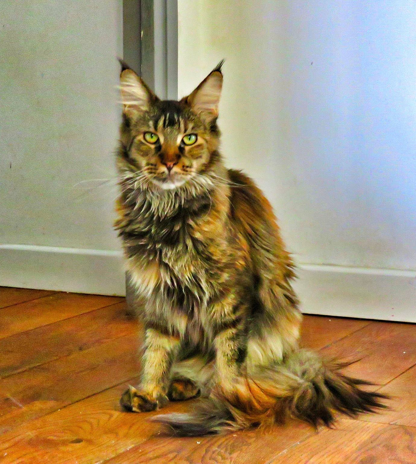 Okaline a rejoint le concours — aidez-le/la à gagner de superbes lots ! asian, carnivore, cat, domestic_long_haired_cat, domestic_short_haired_cat, dragon_li, european_shorthair, felidae, kitten, maine_coon, mammal, pixie_bob, small_to_medium_sized_cats, sokoke, somali, tabby_cat, toyger, vertebrate, whiskers, wild_cat