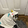 Bluebell joined the competition — help win amazing prizes! animal, blanket, cat, costume, cozy, cute, domestic, door, ears, eyes, fur, indoor, looking_up, mammal, pet, playful, unicorn_costume, whiskers, wooden_floor, wrapped