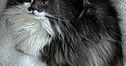 Bluebell is registered to the contest to win money with this photo: animal, cat, cozy, curious, cute, domestic, feline, fluffy, fur, golden_eyes, grey, indoor, mammal, pet_bed, relaxed, resting, sleepy, soft, whiskers, white