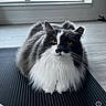 animal, black_and_white, cat, curious, cute, domestic, ears, feline, floor, fluffy, fur, indoor, looking, mat, pet, portrait, relaxed, sitting, whiskers, window