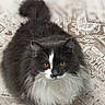 Bluebell is registered to the contest to win money with this photo: amber_eyes, animal, black_and_white, carpet, cat, closeup, cute, domestic_animal, feline, fluffy, fur, indoor, looking_up, mammal, patterned, pet, portrait, sitting, tail, whiskers