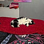 Mia is registered to the contest to win money with this photo: cat, black_and_white_cat, bed, blanket, red_blanket, folded_clothes, radiator, wall, picture_frames, fabric_panel, indoor, pet, feline, curious, relaxed, fur, soft_texture, resting, domestic, cozy
