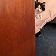 Mia joined the competition — help win amazing prizes! cat, door, blanket, carpet, furniture, indoor, pet, curious, black_and_white, animal, lying_down, soft_texture, door_handle, peek, home, cozy, resting, cute, fur, whiskers