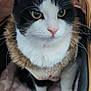 cat, pet, animal, black_and_white, yellow_eyes, furry, whiskers, pet_carrier, blanket, star_pattern, fuzzy, cute_outfit, curious, indoor, close_up, fur, domestic_cat, sitting, cozy, portrait