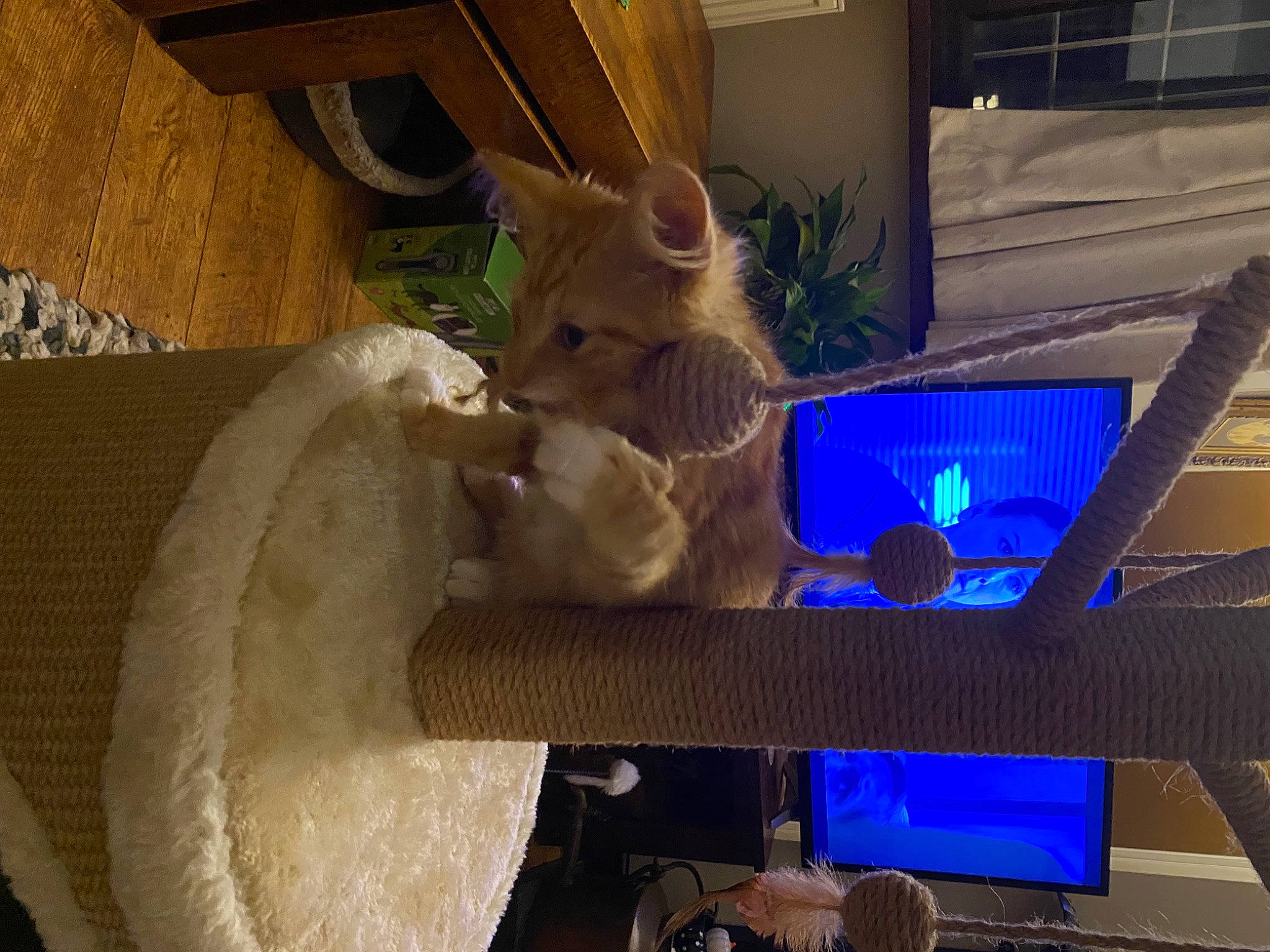 Jasper is registered to the contest to win money with this photo: art, electric_blue, felidae, fur, glass, houseplant, lighting, plant, plush, rabbit, room, small_to_medium_sized_cats, stuffed_toy, toy, wood