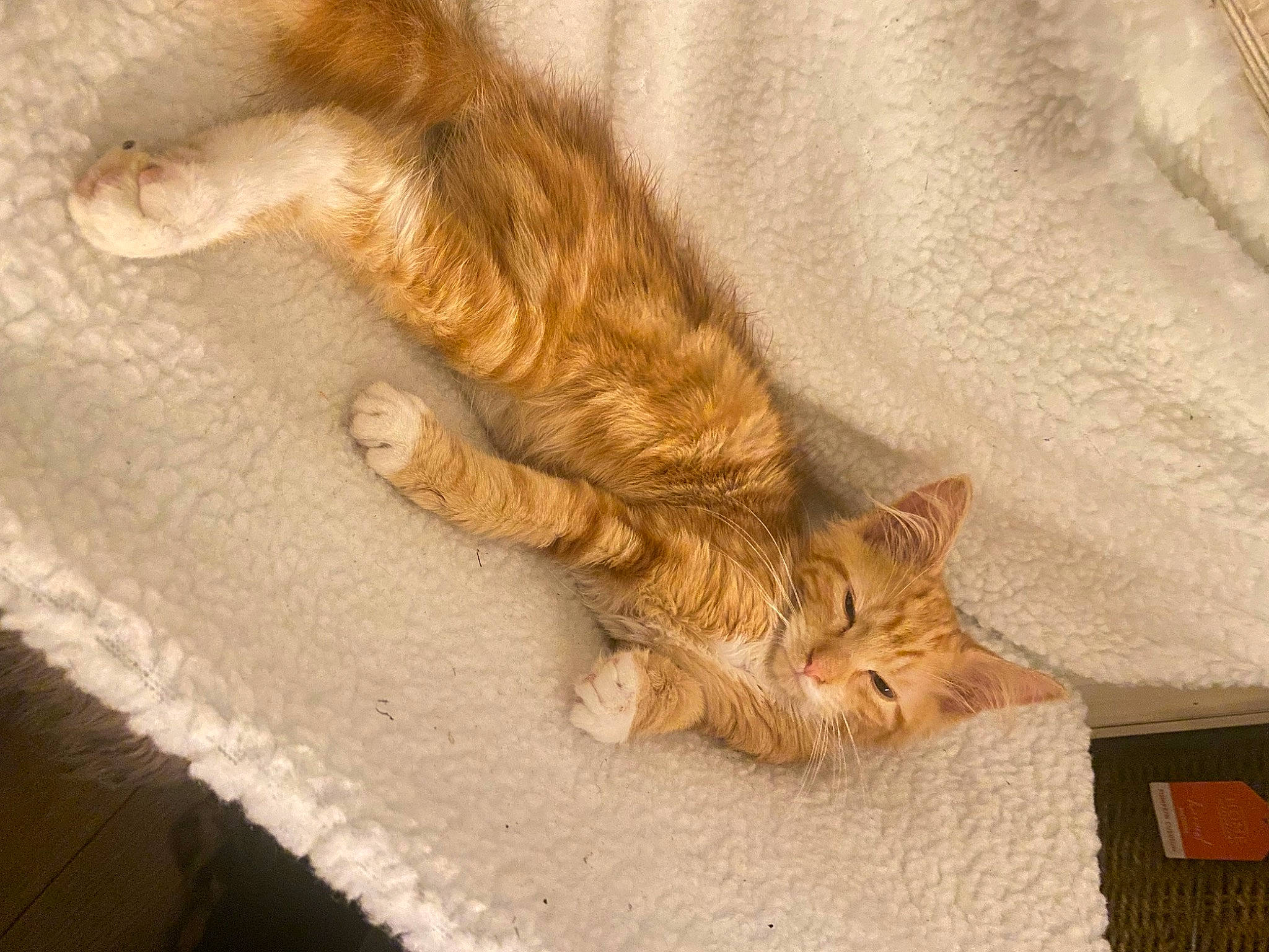 Jasper joined the competition — help win amazing prizes! carnivore, cat, claw, comfort, domestic_short_haired_cat, fawn, felidae, flooring, foot, fur, human_leg, linens, nap, paw, small_to_medium_sized_cats, snout, tail, terrestrial_animal, whiskers, wood