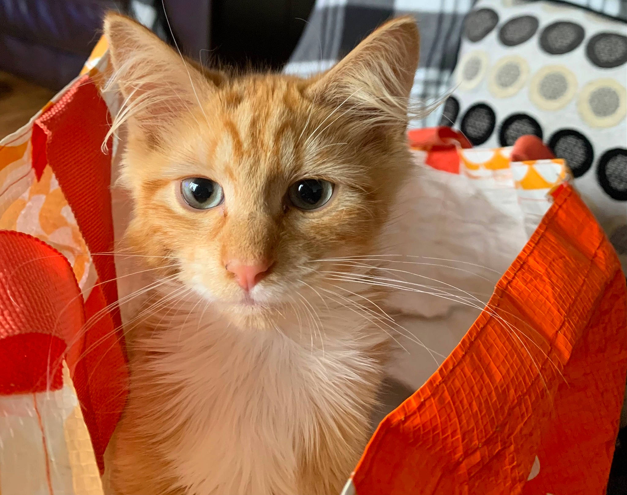 Jasper is registered to the contest to win money with this photo: box, carnivore, cat, domestic_short_haired_cat, fawn, felidae, fur, small_to_medium_sized_cats, snout, whiskers