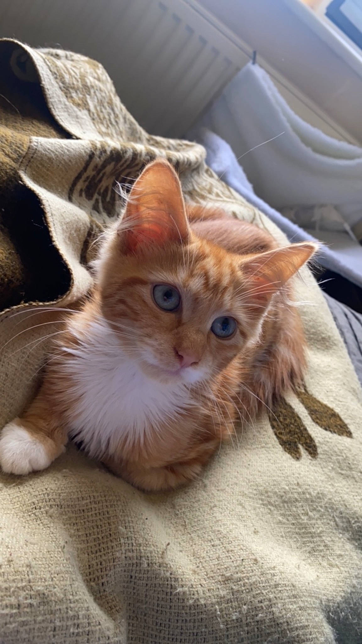 Jasper joined the competition — help win amazing prizes! carnivore, cat, claw, comfort, domestic_short_haired_cat, eye, fawn, felidae, fur, paw, small_to_medium_sized_cats, tail, whiskers, wood