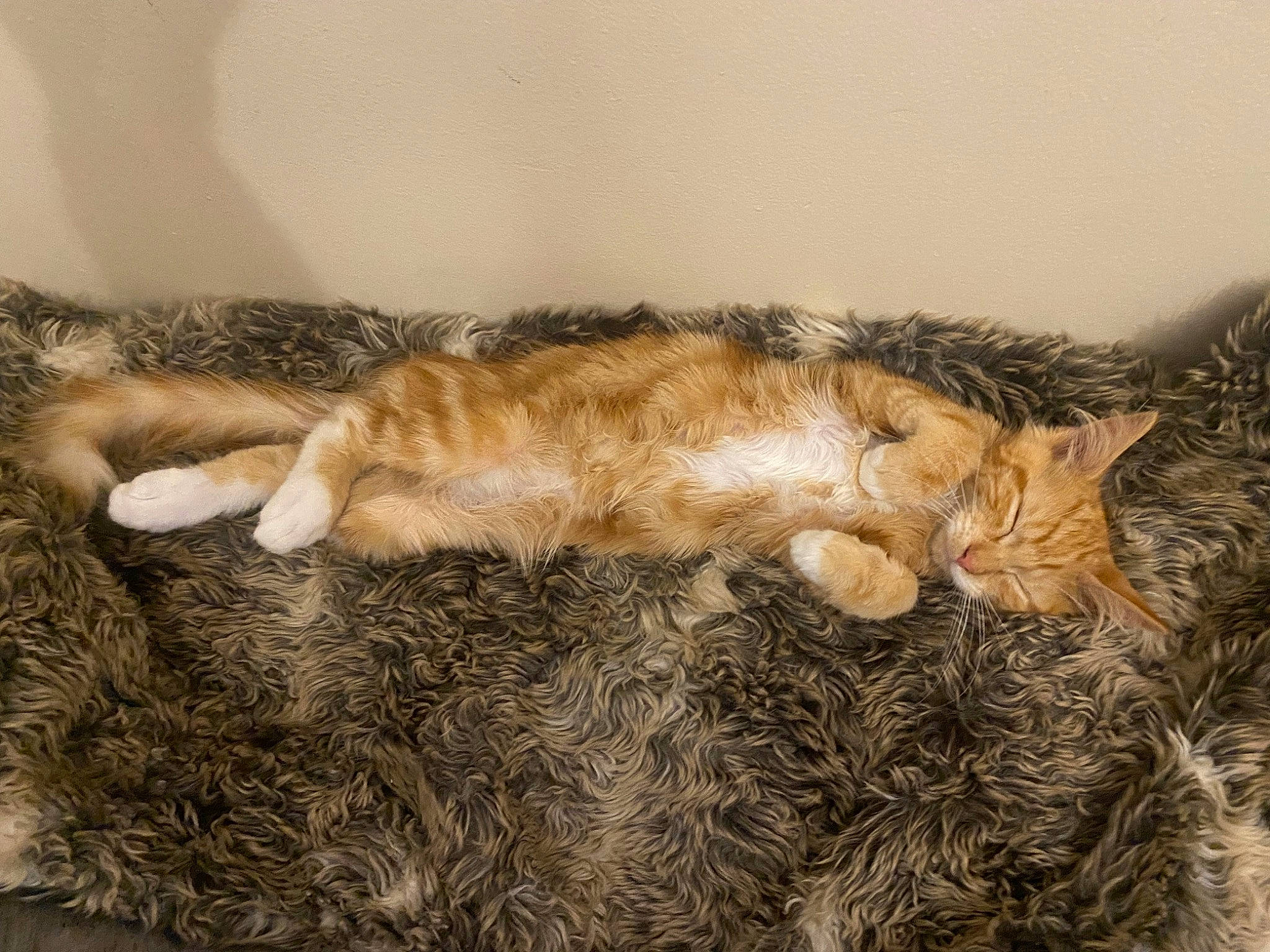 Jasper is registered to the contest to win money with this photo: brown, carnivore, cat, claw, comfort, domestic_short_haired_cat, fawn, felidae, fur, nap, paw, sleep, small_to_medium_sized_cats, tail, terrestrial_animal, whiskers