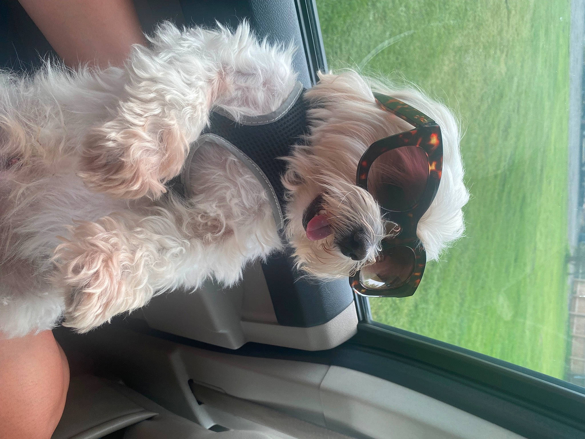 Ollie joined the competition — help win amazing prizes! automotive_exterior, automotive_window_part, canidae, car, car_seat_cover, carnivore, companion_dog, dog, dog_breed, fawn, gesture, mammal, seat_belt, snout, sporting_group, toy_dog, vehicle, vehicle_door, vertebrate, windshield