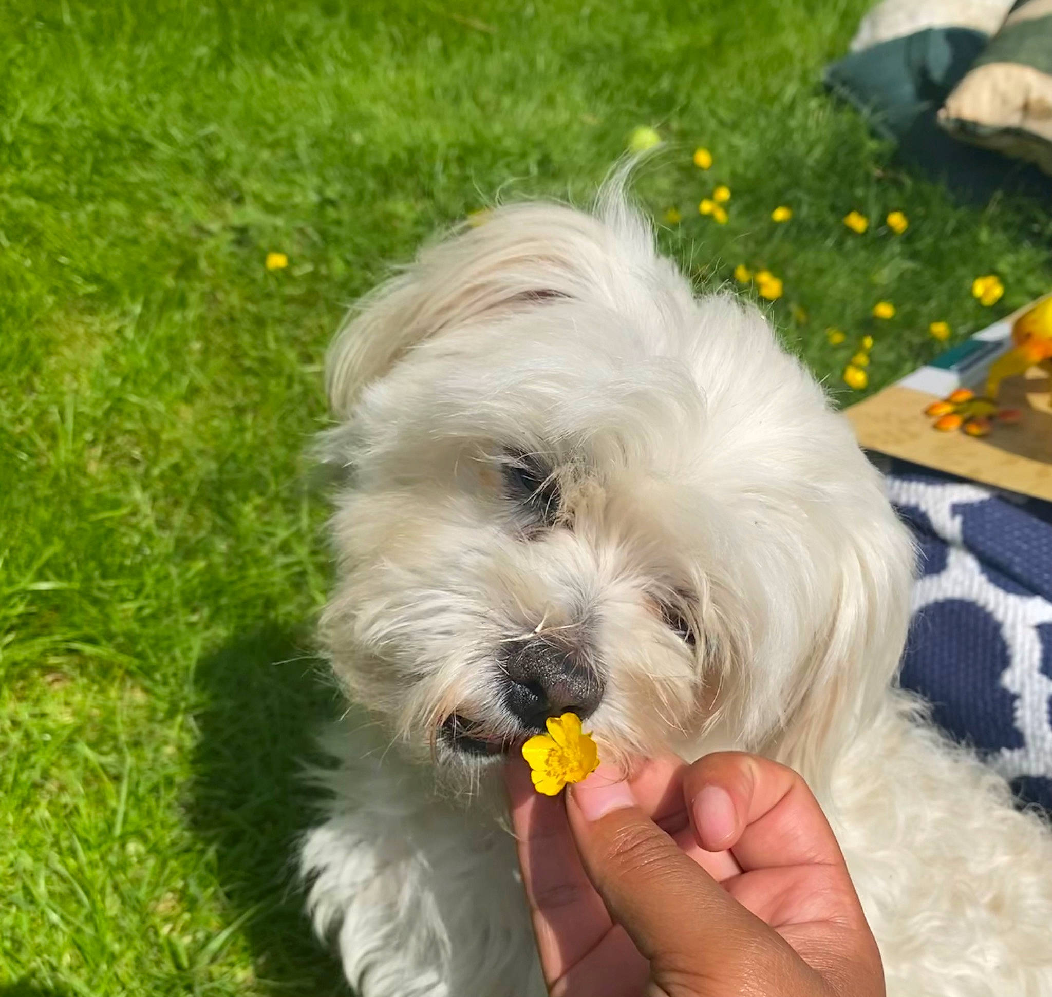 Ollie joined the competition — help win amazing prizes! canidae, carnivore, companion_dog, dog, dog_breed, dog_supply, flower, grass, mal_shi, maltepoo, non_sporting_group, pet_supply, plant, puppy, small_terrier, sporting_group, terrier, toy_dog, water_dog, working_animal