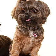Bella a rejoint le concours — aidez-le/la à gagner de superbes lots ! dog, small_dog, fluffy, brown_fur, topknot, hair_tie, pet, collar, paw_tag, cute, adorable, studio_shot, white_background, tongue_out, sitting, fur, animal, domestic_animal, friendly, portrait