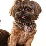 dog, small_dog, fluffy, brown_fur, topknot, hair_tie, pet, collar, paw_tag, cute, adorable, studio_shot, white_background, tongue_out, sitting, fur, animal, domestic_animal, friendly, portrait