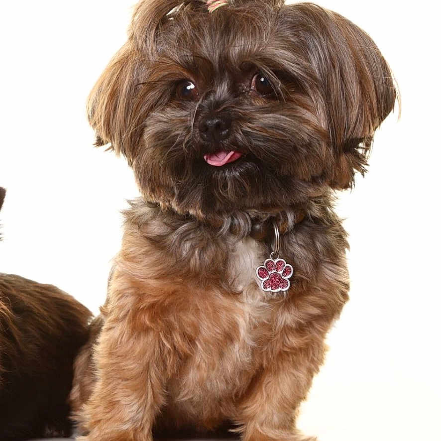 Bella a rejoint le concours — aidez-le/la à gagner de superbes lots ! adorable, animal, brown_fur, collar, cute, dog, domestic_animal, fluffy, friendly, fur, hair_tie, paw_tag, pet, portrait, sitting, small_dog, studio_shot, tongue_out, topknot, white_background
