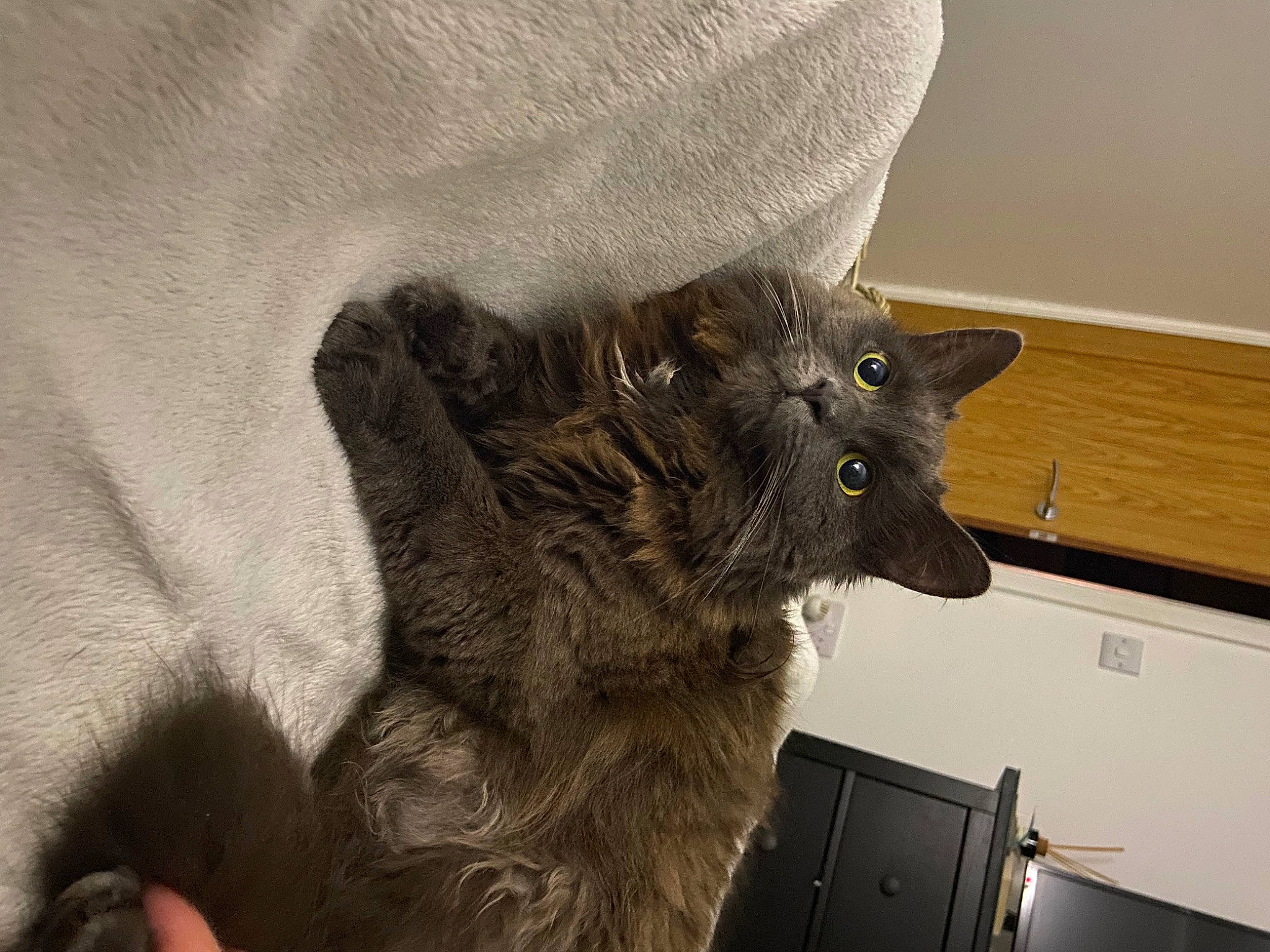 Deedee joined the competition — help win amazing prizes! black_cat, cabinetry, carnivore, cat, claw, comfort, dog_breed, domestic_short_haired_cat, ear, felidae, fur, grey, paw, small_to_medium_sized_cats, snout, tail, whiskers