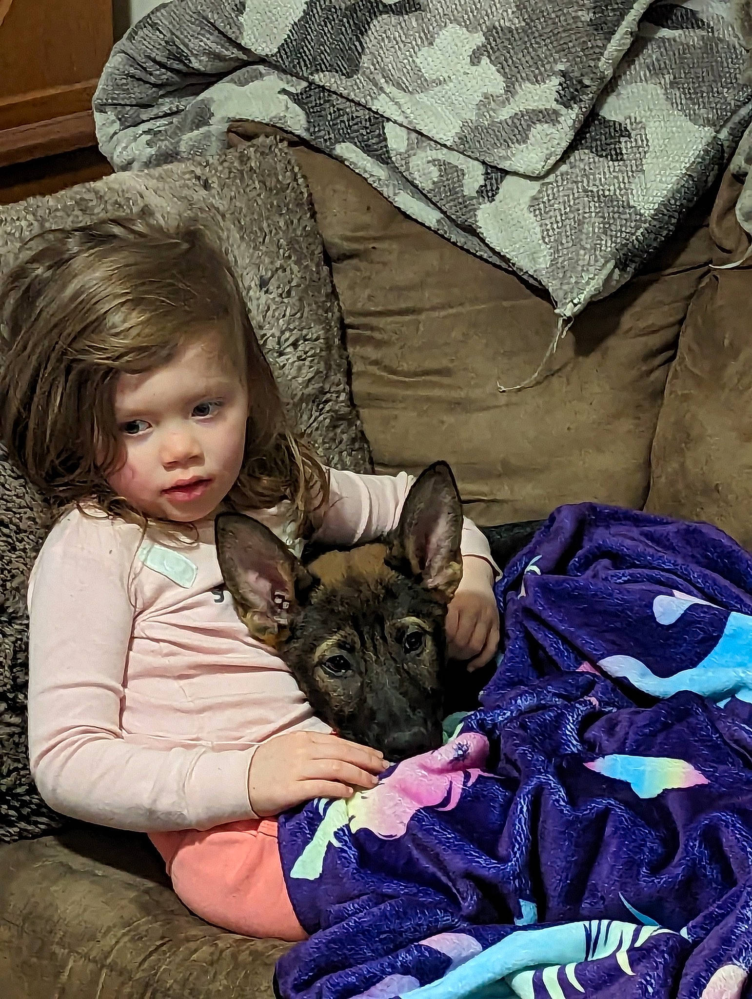 Killian is registered to the contest to win money with this photo: canidae, carnivore, child, comfort, companion_dog, dog, dog_breed, ear, fawn, felidae, fur, happy, lap, linens, nap, person, sitting, small_to_medium_sized_cats, sporting_group, toddler